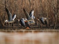 270 - FLYING WILD GEESE - NAGY LAJOS - romania